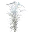 Grevillea blanca 200gr - GREBLA
