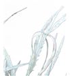 Grevillea blanca 200gr - GREBLA2