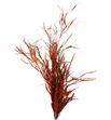 Grevillea naranja 200gr - GRENAR