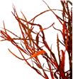 Grevillea naranja 200gr - GRENAR1