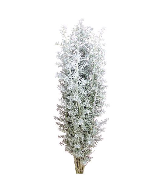 Kochia 60 - KOC