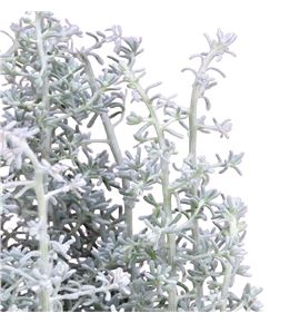 Kochia 60 - KOC