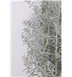 Kochia 60 - KOC2