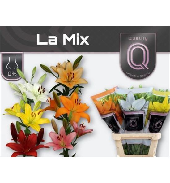 Lilium la hol mixto 90 - LAHMIX