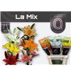 Lilium la hol mixto 90 - LAHMIX