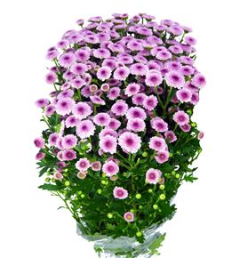 Marg calimero pink - CRSCALPIN