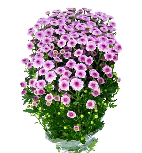 Marg calimero pink - CRSCALPIN