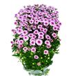 Marg calimero pink - CRSCALPIN