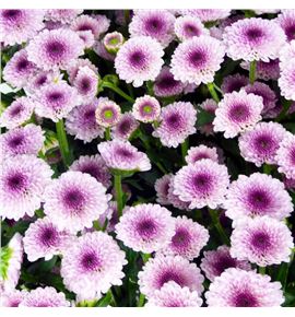 Marg calimero pink - CRSCALPIN