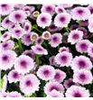 Marg calimero pink - CRSCALPIN1