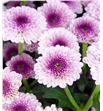 Marg calimero pink - CRSCALPIN2