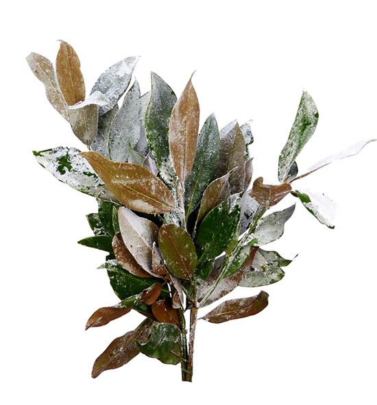 Magnolia nieve - MAGNIE