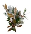 Magnolia nieve - MAGNIE