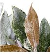 Magnolia nieve - MAGNIE1