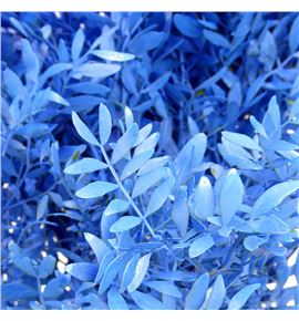 Lentisco azul - LENAZU