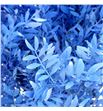 Lentisco azul - LENAZU1