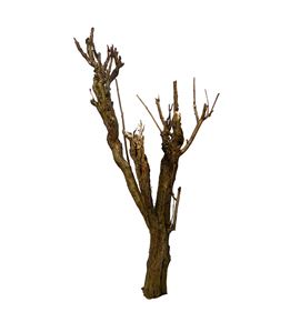 Seringenhout 100 - SER100