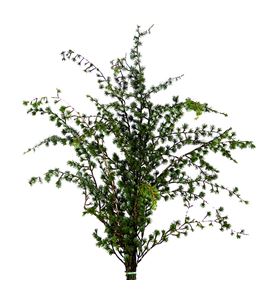 Conif. ceder 70 - CONCED