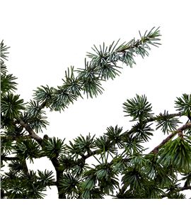 Conif. ceder 70 - CONCED