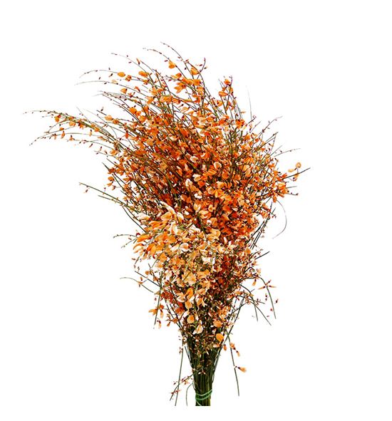 Genista teñida naranja 65 - GENNAR