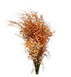 Genista teñida naranja 65 - GENNAR