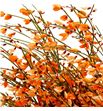 Genista teñida naranja 65 - GENNAR1