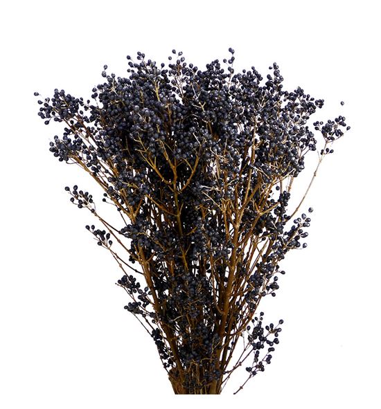 Ligustrium libelle 60 - LIGLIB