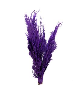 Tuya morada - TUYMOR