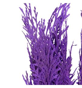 Tuya morada - TUYMOR