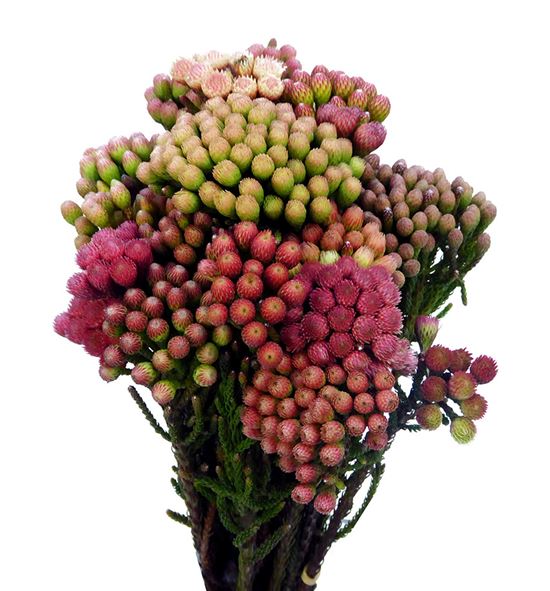 Brunia la red 40 - BRULARED