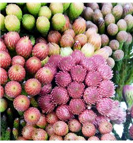 Brunia la red 40 - BRULARED