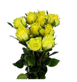 Rosa hol. golden smile diya 70 - RGRGOLSMI