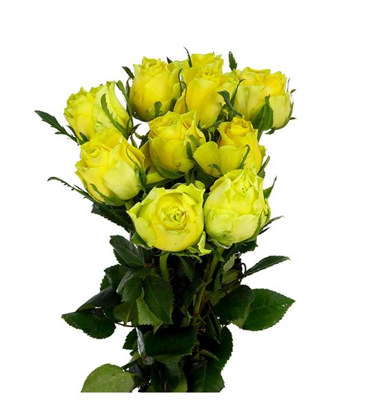 Rosa hol. golden smile diya 70 - RGRGOLSMI