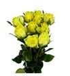Rosa hol. golden smile diya 70 - RGRGOLSMI