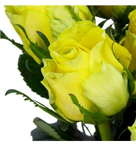 Rosa hol. golden smile diya 70 - RGRGOLSMI