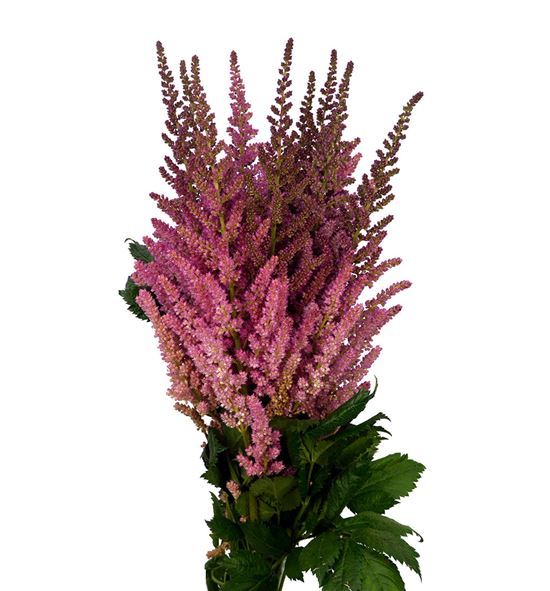 Astilbe vision en pink 55 - ASTVISPIN