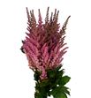 Astilbe vision en pink 55 - ASTVISPIN