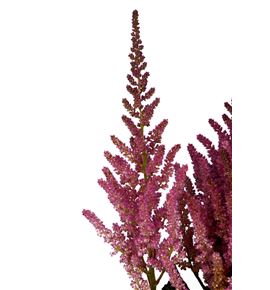 Astilbe vision en pink 55 - ASTVISPIN