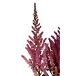 Astilbe vision en pink 55 - ASTVISPIN1