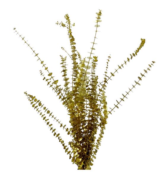 Eucaliptus baby oro - EUCBABORO