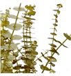 Eucaliptus baby oro - EUCBABORO1