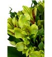 Alstroemeria fancy verde - ALSEVER2