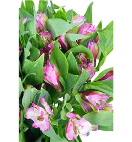 Alstroemeria selec rosa - ALSEROS