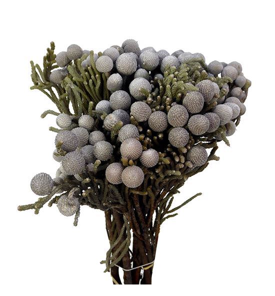 Brunia silver 45 - BRUSIL