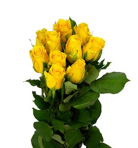 Rosa hol jackpot 60 - RGRJAC