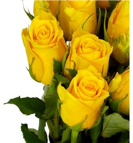 Rosa hol jackpot 60 - RGRJAC