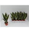 Pl. sanseveria futura 30cm x10 - SANFUT101235