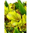 Alstroemeria fancy amarilla - ALSEAMA2