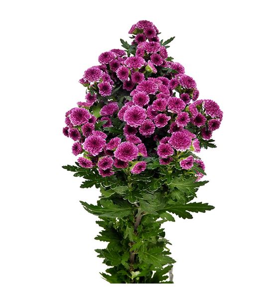 Marg calimero morado - MCALMOR