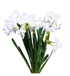 Narciso ziva 45 - NARZIV
